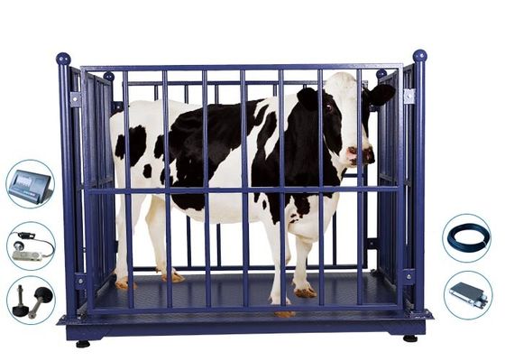 2M Livestock Weighing Scales , 2000Kg Cow Weight Machine